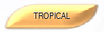 TROPICAL